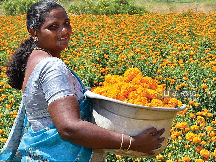 ஒரு ஏக்கர்... 1,93,000 ரூபாய்! செழிப்பான லாபம் தரும் செண்டுமல்லி!