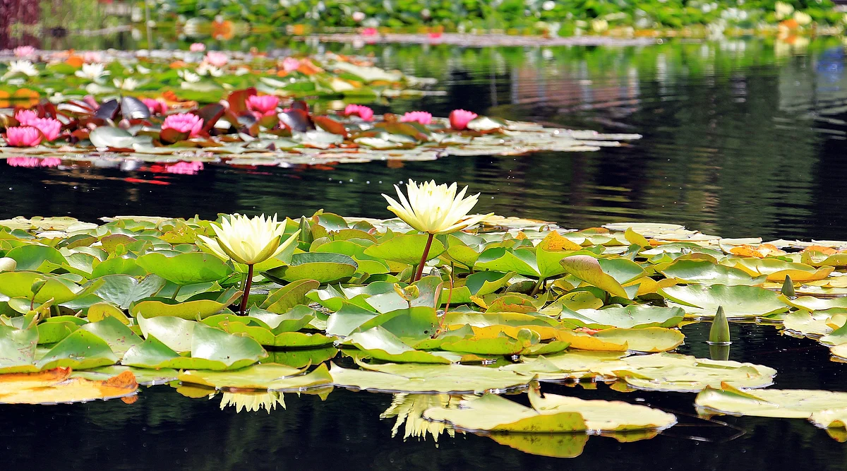 Representational Image