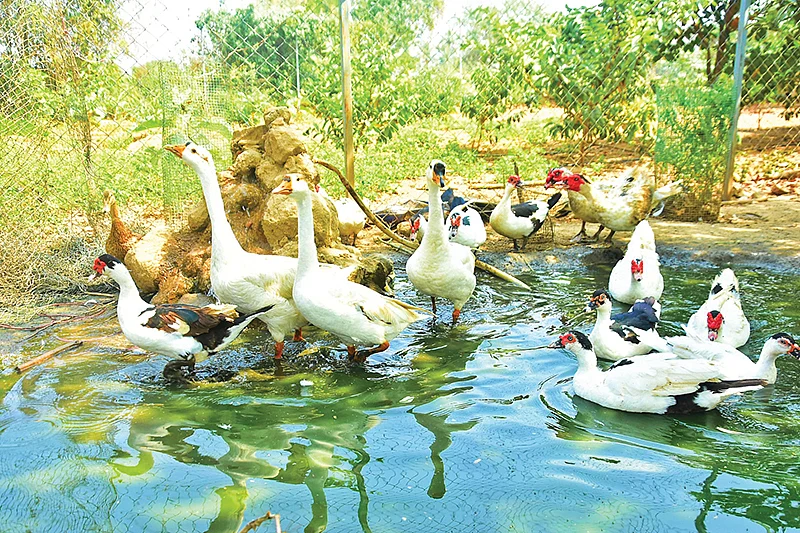 வாத்துகள்