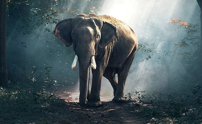 யானை ( மாதிரி படம் )