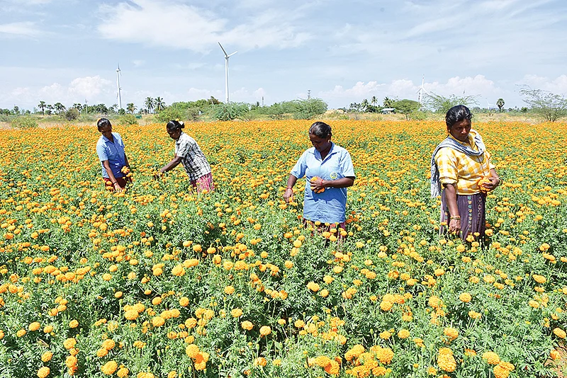 செண்டுமல்லி அறுவடை