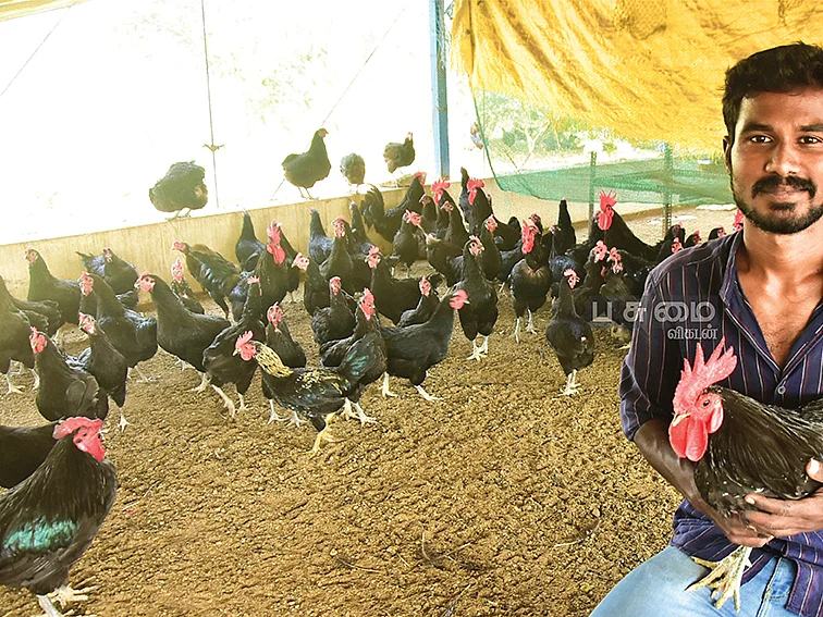 நாட்டுக்கோழிகளுடன் சாலமன்
