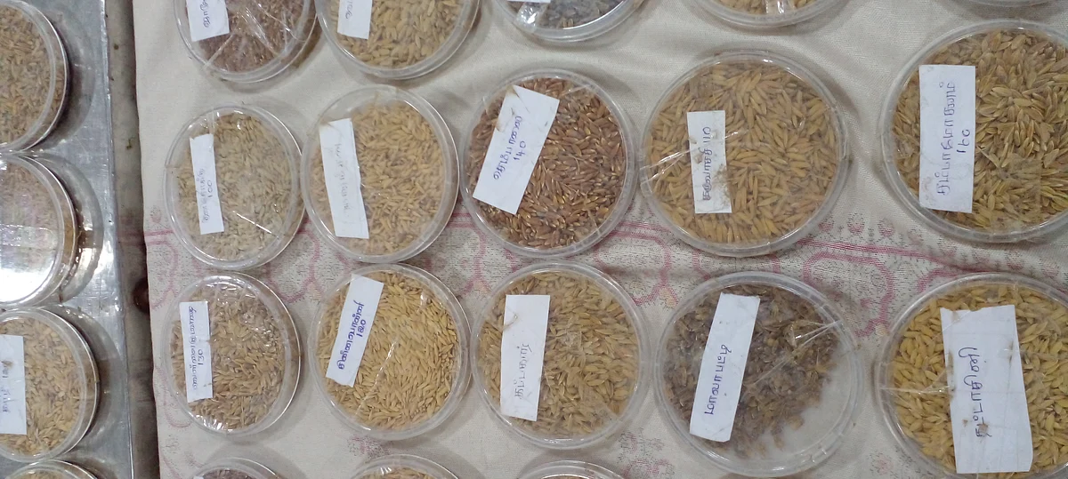 பாரம்பர்ய நெல் வகைகள்