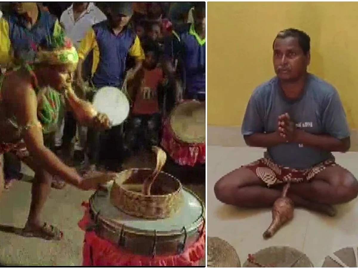 Odisha: திருமண நிகழ்வில் மகுடி நடனம்... மிரட்சியடைந்த பாம்பு; 5 பேர் மீது வழக்கு!