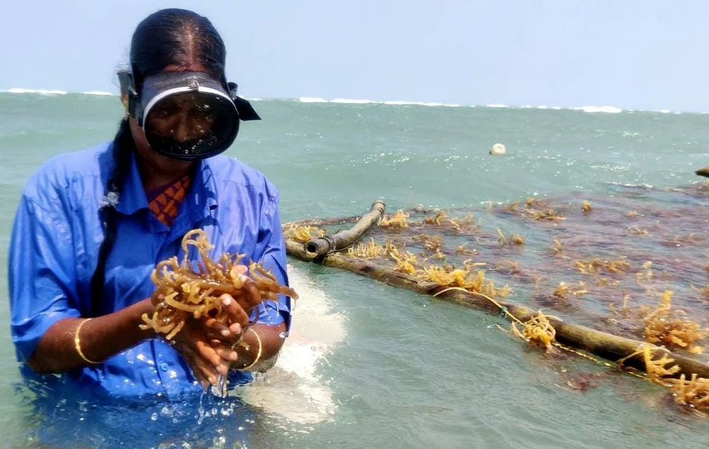 ‘‘ஆண்டு முழுக்க அறுவடைதான்!’’ - கடலில் விவசாயம் செய்யும் சுகந்தி
