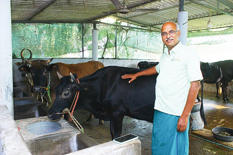 மாடுகளுடன்