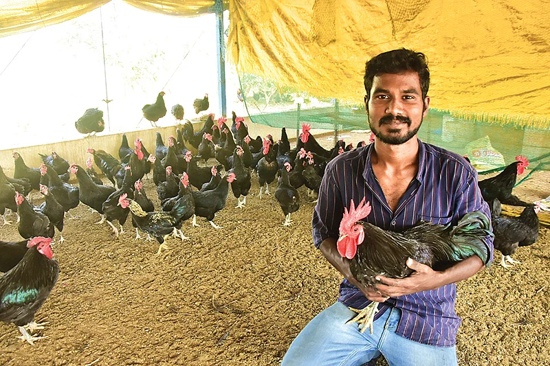 நாட்டுக்கோழிகளுடன் சாலமன்