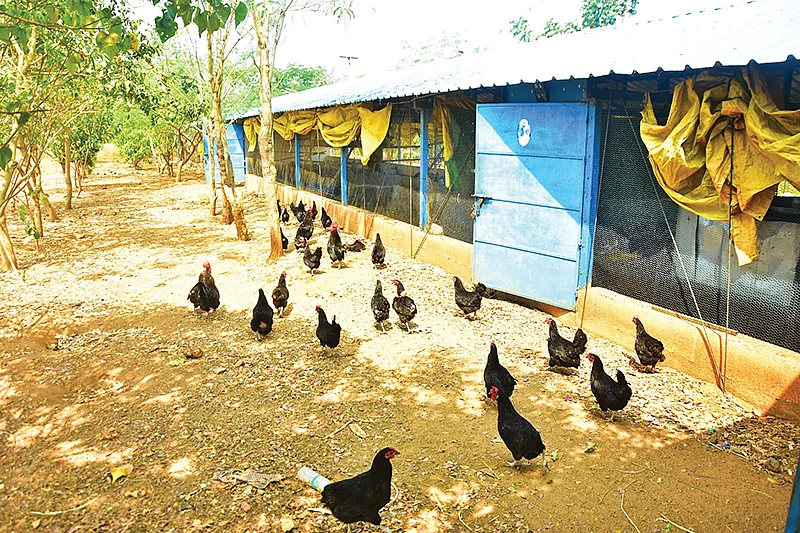 நாட்டுக்கோழி