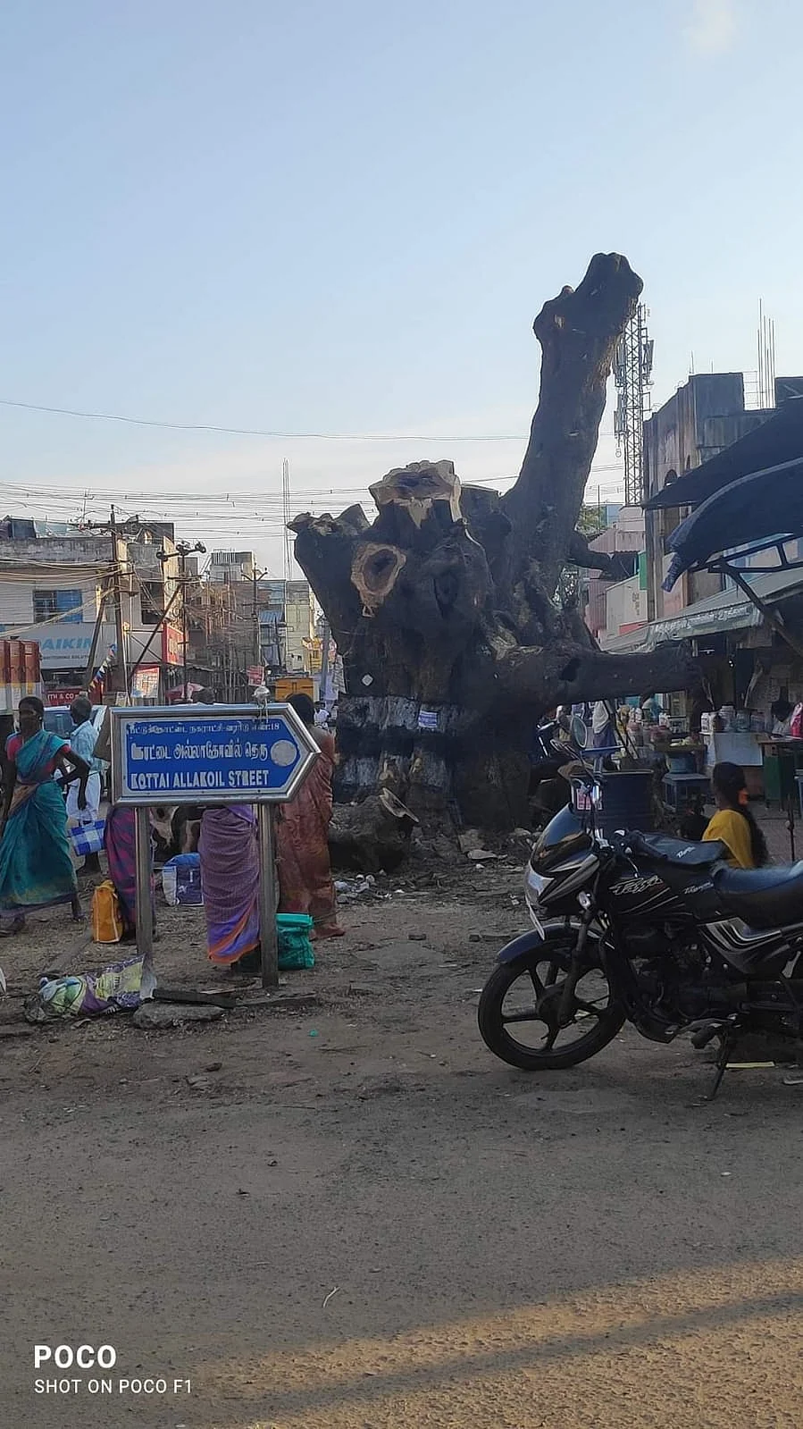 சாலை விரிவாக்க பணிக்காக வெட்டப்பட்ட மரம்