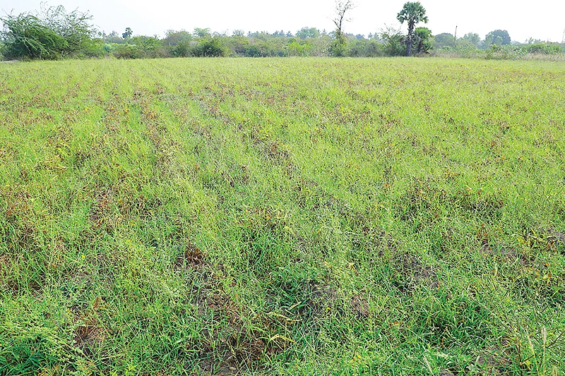உளுந்து வயல்
