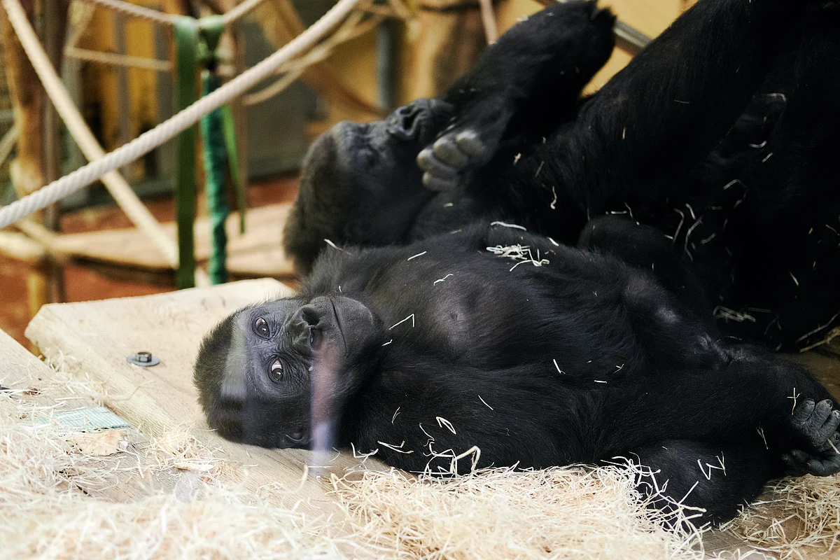 Gorilla