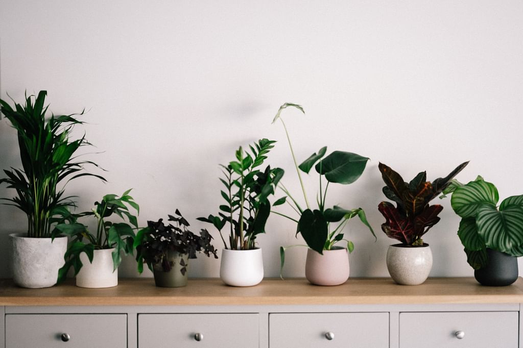 Indoor plants