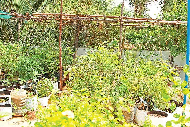 மூலிகைகள்