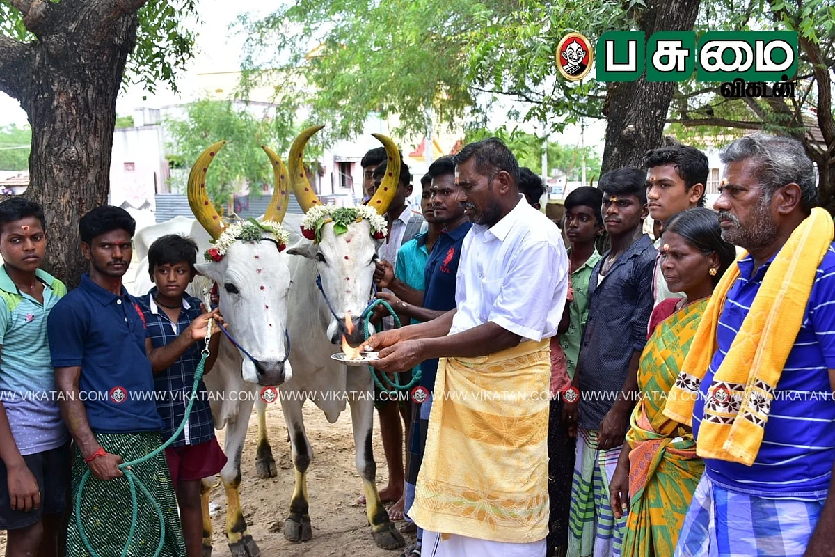 மாடுகளை அலங்கரித்து வழிபாடு செய்தல்