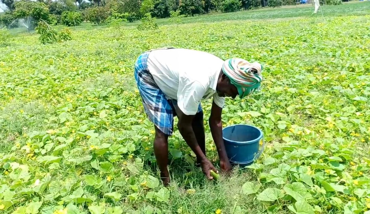 1 வெள்ளரிப் பிஞ்சு 3 ரூபாய்; 
அறுவடை பணிகள் தீவிரம், உற்சாகத்தில் வெள்ளரி விவசாயிகள்!