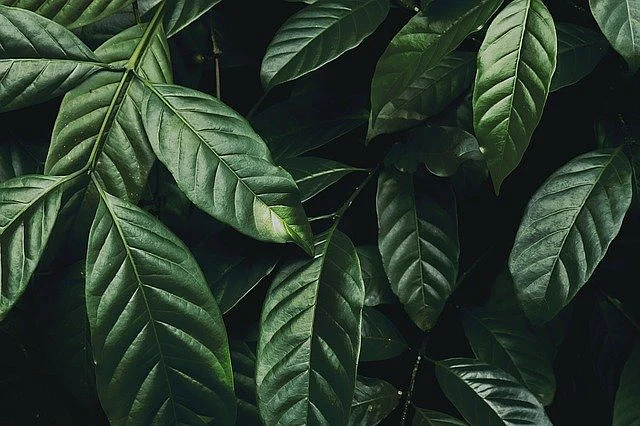 plant