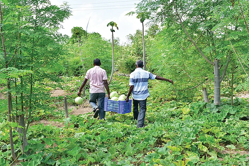 சுரைக்காய் அறுவடையில்