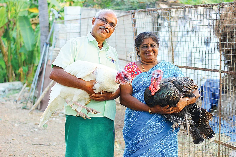 கோழிகள்