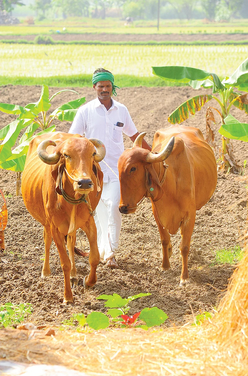 மாடுகளுடன்
