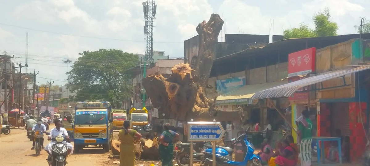பட்டுக்கோட்டையில் வெட்டப்பட்ட மரம்