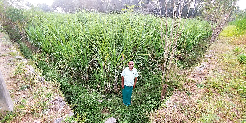 கரும்புத் தோட்டத்தின் அருகே நல்லசிவம்