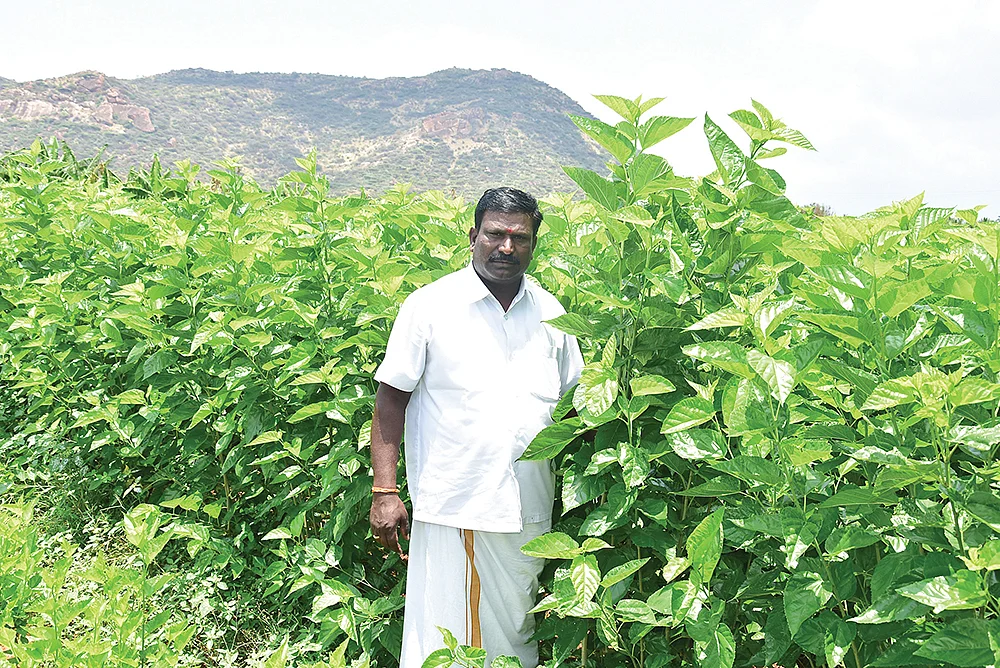 மல்பெரி தோட்டத்தில் சின்னன்