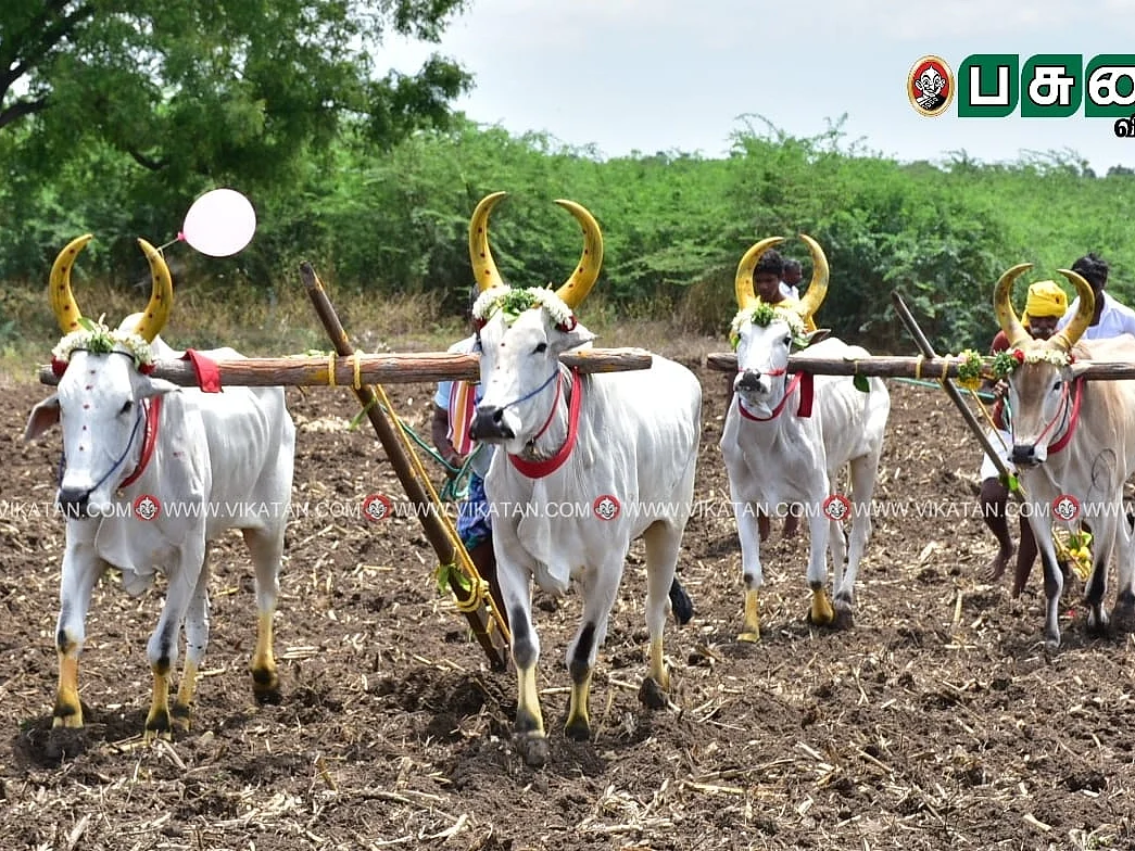 கிராமங்களில், சித்திரை மாதத்தில் ஏன் `பொன்னேர்’ பூட்டுகிறார்கள் தெரியுமா?