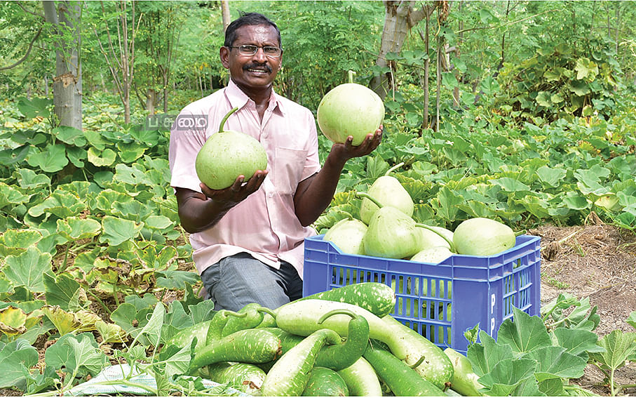 ரூ.43,900 முருங்கையில் ஊடுபயிர்... நல்ல வருமானம் தரும் நாட்டுச் சுரைக்காய்!