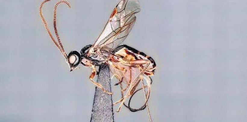 மேற்கு தொடர்ச்சி மலையில் கண்டறியப்பட்ட புதிய குளவி இனம்; இதன் சிறப்புகள் என்னென்ன தெரியுமா?