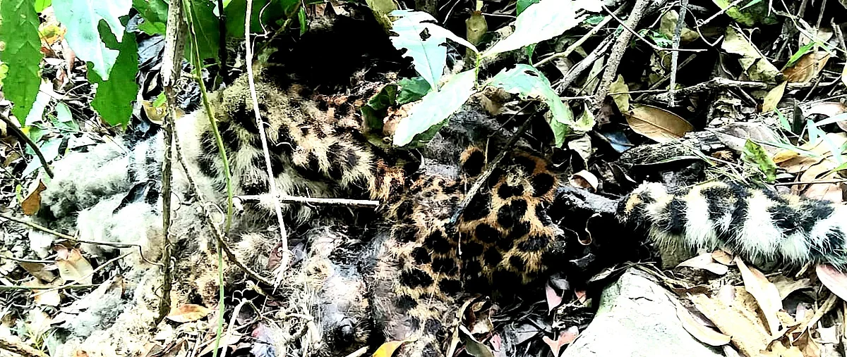 உயிரிழந்த இரு சிறுத்தைகள்
