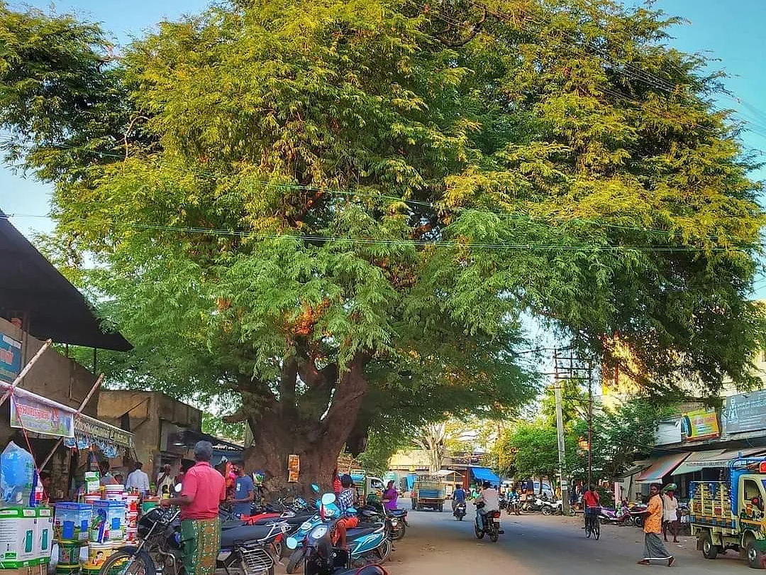 200 ஆண்டு பழைமையான புளியமரம்