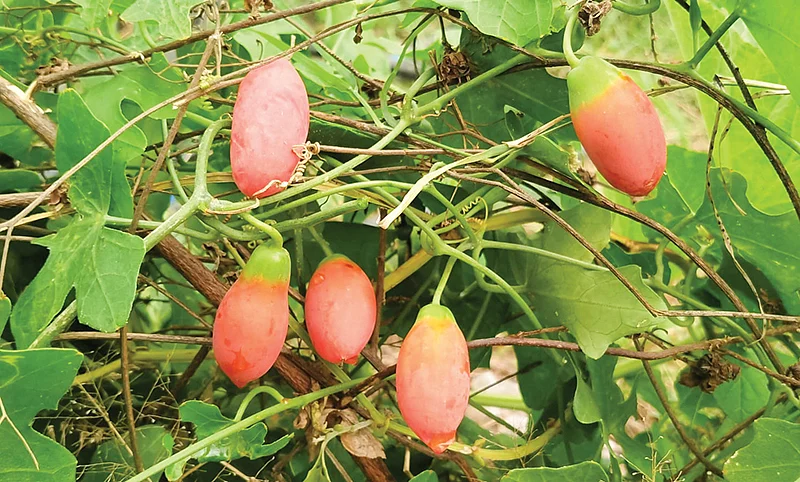 விவசாயம்