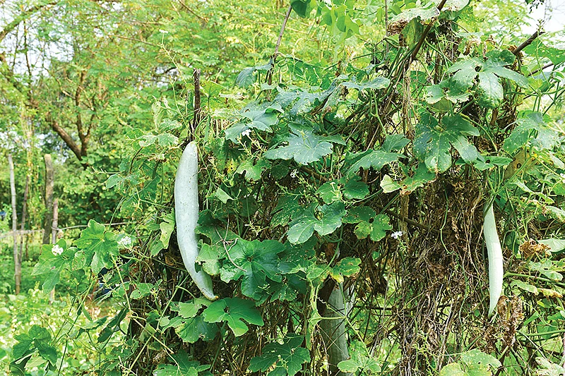 புடலை