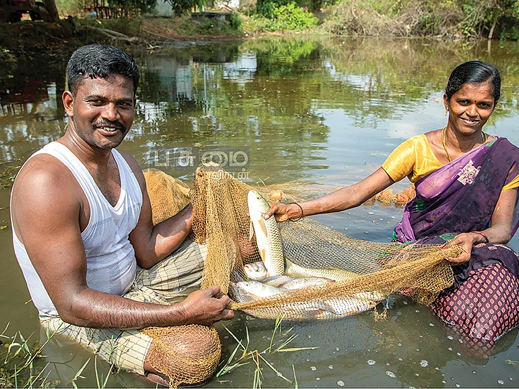 8 ஏக்கர்... ரூ.8 லட்சம் லாபம்...
நெல் வயலில் மீன் வளர்ப்பு!