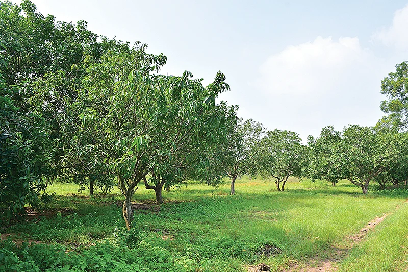 மாமரங்கள்