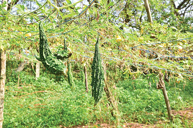 பாகற்காய்