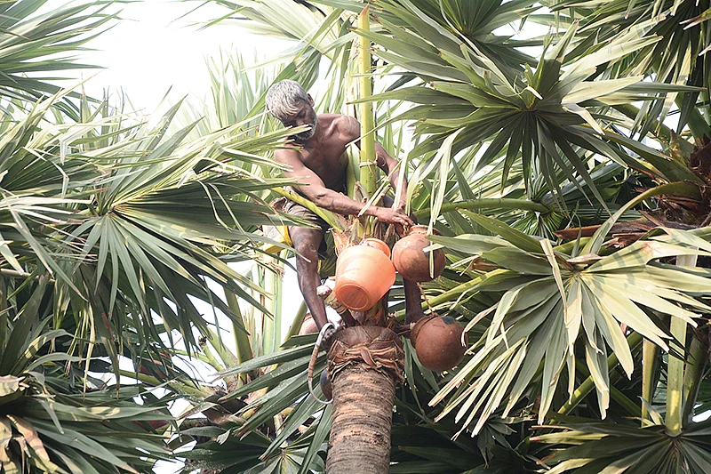பதநீர் இறக்குதல்