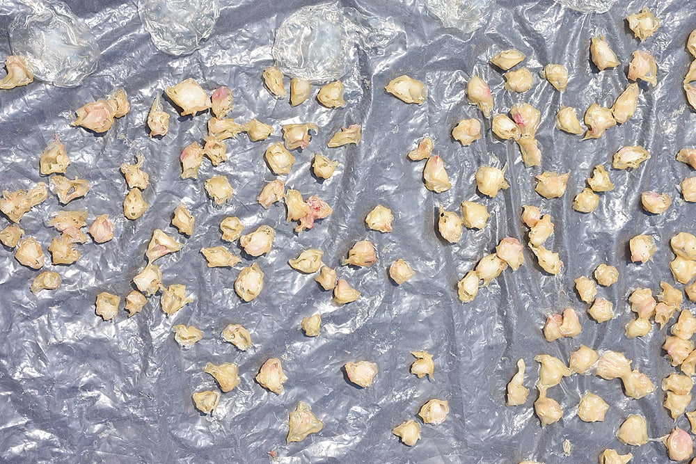 வடகம் போடுமுன் தெரிந்து கொள்ள சில அனுபவக் குறிப்புகள்! | My Vikatan