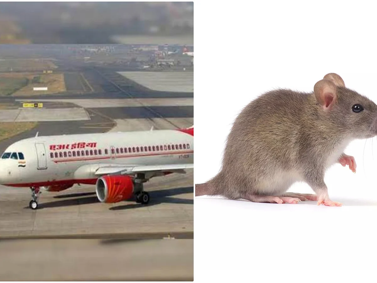 ஏர் இந்தியா: 2 மணிநேரம் தாமதமாகப் புறப்பட்ட விமானம்; எலிதான் காரணமா?!