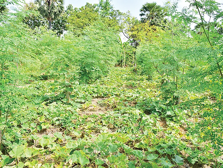 மலிவு விலையில் நாற்றுகளை எங்கு வாங்கலாம்? வழிகாட்டும் வேளாண்மைத் துறை