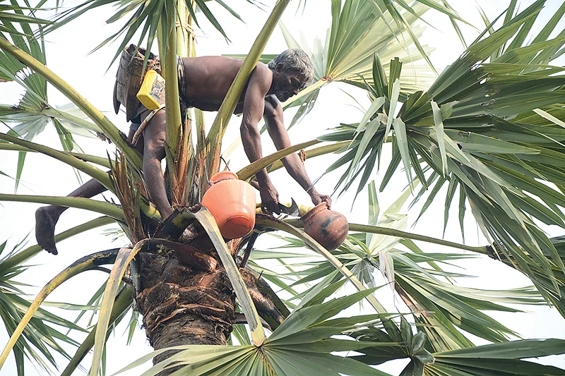 பதநீர் இறக்குதல்