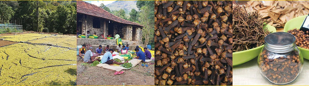 உலகம் முழுவதும் மார்க்கெட்...
மணமணக்கும் கன்னியாகுமரி கிராம்பு!