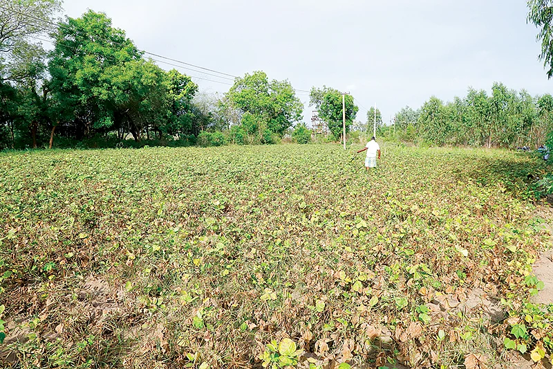 பச்சைப்பயறு வயல்