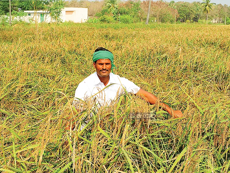 3 ஏக்கர்... ரூ.2,27,000
கலக்கல் லாபம் தரும்
கறுப்புக் கவுனி!
