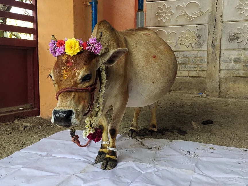 67 செ.மீ உயரமே உள்ள தஞ்சாவூர் குட்டை மாடு; கின்னஸ் சாதனை படைக்குமா? எதிர்பார்ப்பில் விவசாய குடும்பம்