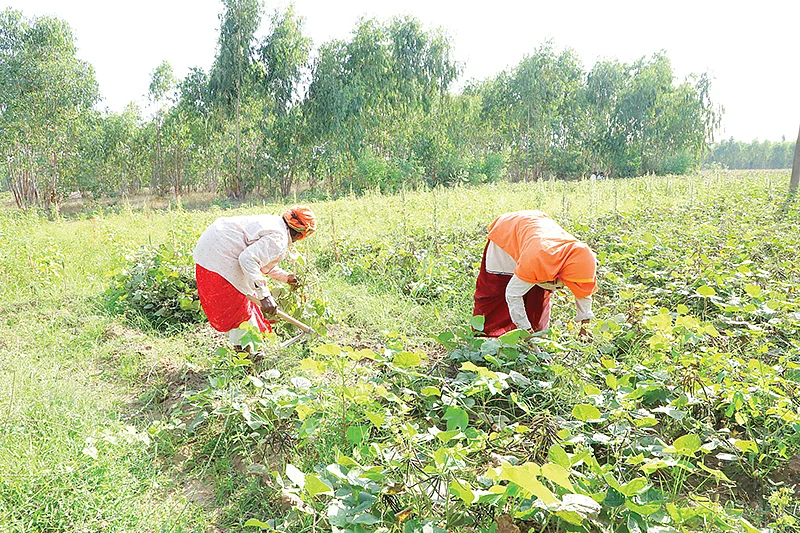 பச்சைப்பயறு அறுவடை