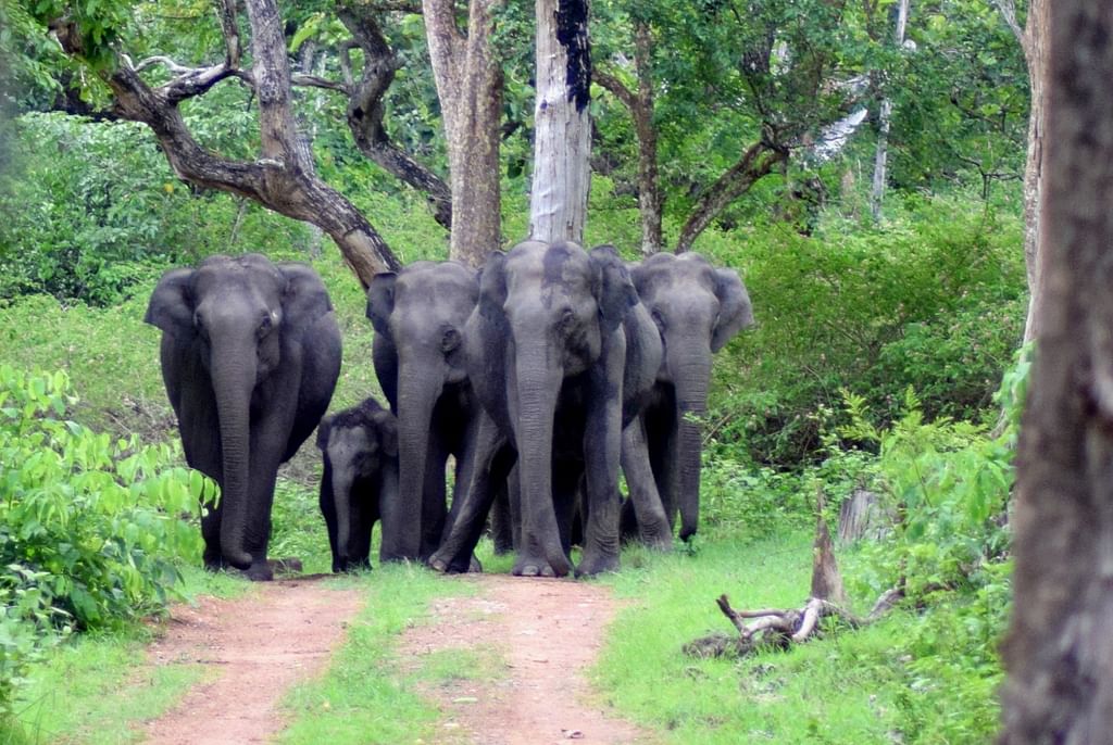 Bandipur