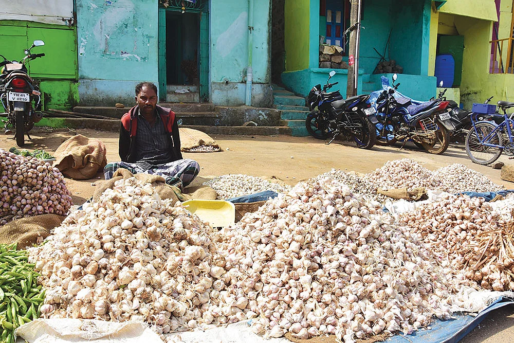 மலைக்க வைக்கும் கொடைக்கானல் மலைப்பூண்டு!