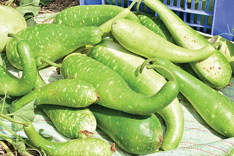 சுரைக்காய்