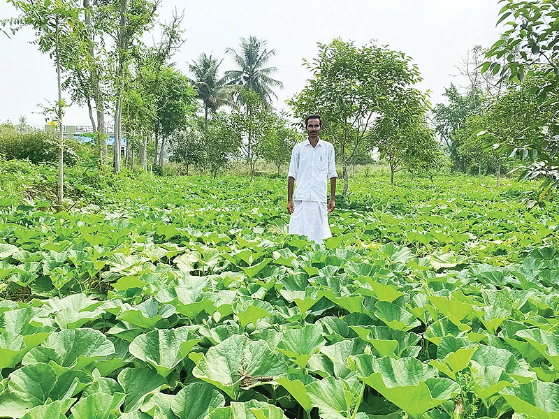 சாகுபடி வயலில் நாகராஜன்